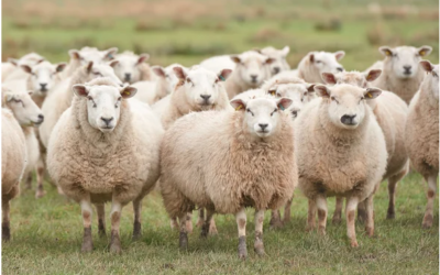 Principles #9 and #10 on Shepherding | Psalm 23