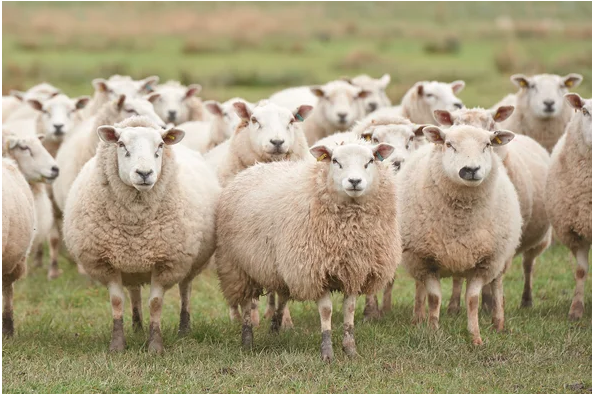 Principles #9 and #10 on Shepherding | Psalm 23